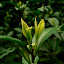 Longjing tarasy herbaciane
