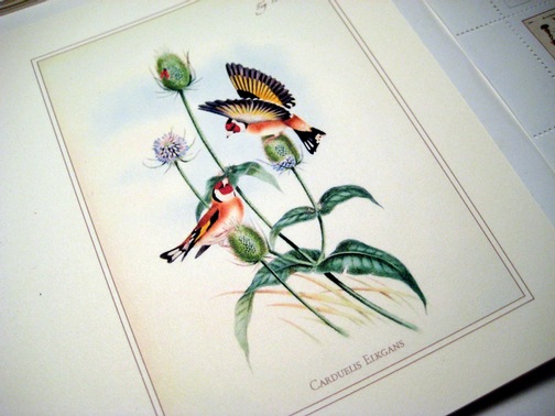 [blank greeting card with thistle[6].jpg]