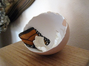 Eggshell