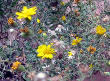 Yellow flowers