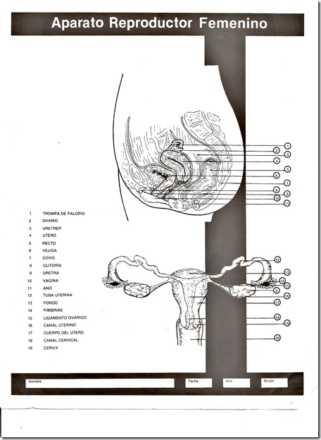 female reproductive system in spanish coloring pages