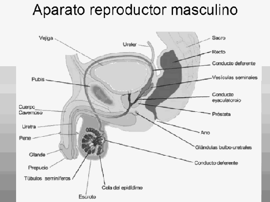 Male reproductive system in spanish coloring pages Male reproductive system in spanish coloring pages