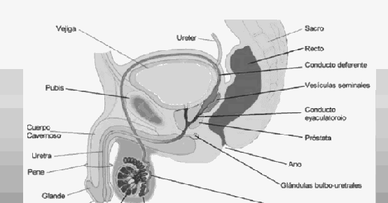 Pinto Dibujos: Aparato reproductor masculino para colorear Pinto Dibujos: Aparato reproductor masculino para colorear