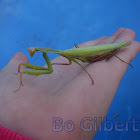 Praying Mantis