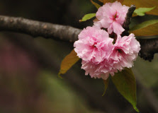 sakura-12.jpg