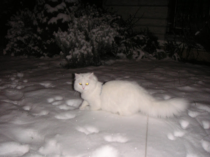 http://lh6.ggpht.com/_yipcvFTXcdQ/S2dG1RY25HE/AAAAAAAAAEs/wEumswvWuWA/s720/DarlingNeige.jpg