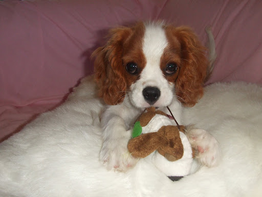 Beautiful Puppy Pictures