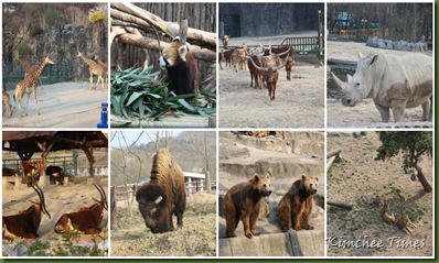 animals mosaic animals mosaic
