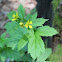 Avens