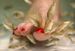 fish_reflexology