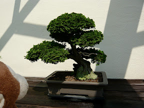 CM Bonsai #15