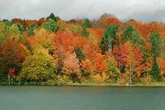 [tree autumn_leaves_scene[3].jpg]