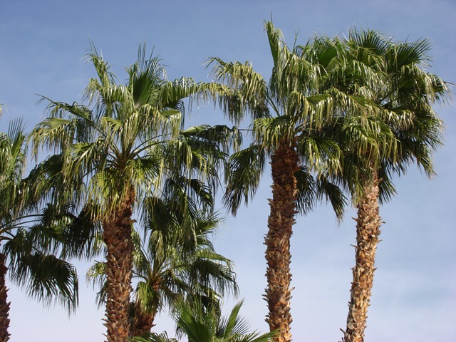 [Palm Springs 135[4].jpg]