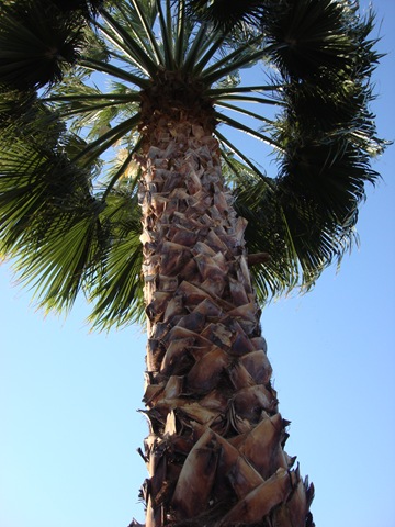 [Palm Springs 3 138[6].jpg]