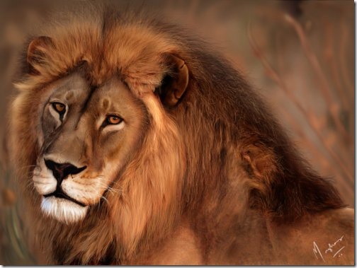 lion_king lion_king