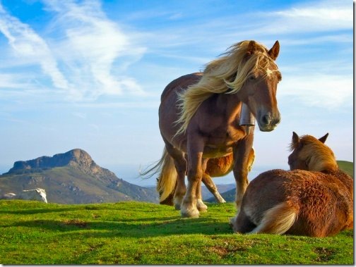 hill_horses hill_horses