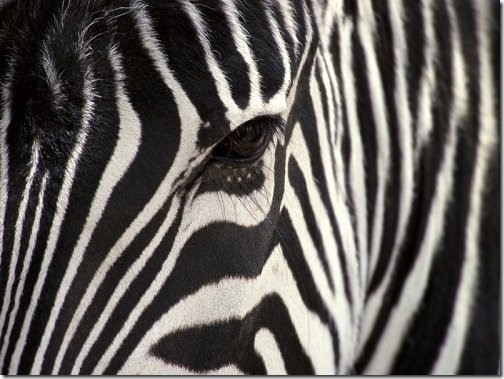 leopard_zebra leopard_zebra
