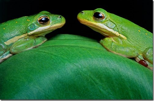 green_tree_frogs_wallpapers green_tree_frogs_wallpapers