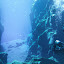 Scuba Steve Scuba Steve