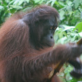 male Orang Utan eating sugar cane Sepilok