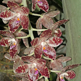 drooping cream and crimson orchid, Poring hot springs Sabah