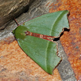 moth imitating a chewed leaf kinabalu park