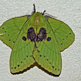 moth imitating leaf kinabalu park