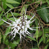 White flower with long hair like stamens, Poring hot springs Sabah