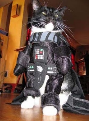 [gatos disfrazados (21)[2].jpg]
