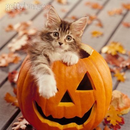 [gatos disfrazados (35)[2].jpg]