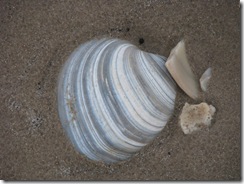 5206 Early Morning Sea Shell Hunting South Padre Island Texas