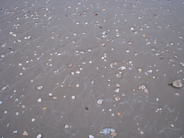 [5190 Early Morning Sea Shell Hunting South Padre Island Texas[2].jpg]