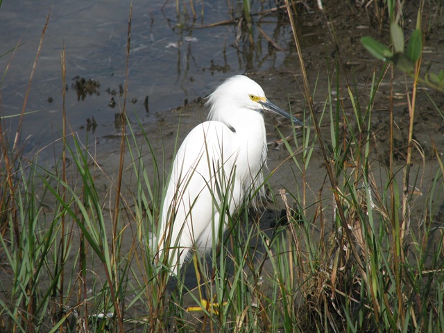 [5377 Snowy Egret on Nature Walk South Padre Island Texas[2].jpg]