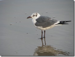 5562 Seagull at Waters Edge South Padre Island Texas