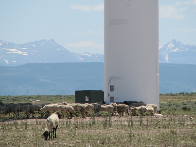 [1643 Sheep at Mountain Wind Project Fort Bridger WY[2].jpg]