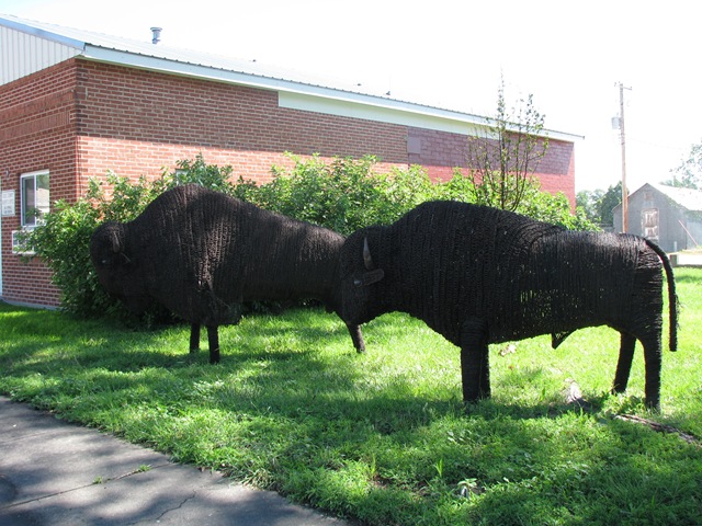 [1009 Barbed Wire Buffalo's at Big Springs NE[2].jpg]