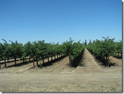 3046 Grape Vinyards between Galt & Woodbridge CA