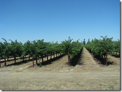 3046 Grape Vinyards between Galt & Woodbridge CA 3046 Grape Vinyards between Galt & Woodbridge CA