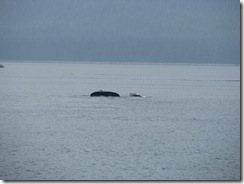 4487 Whale Watching Juneau AK