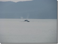 4493 Whale Watching Juneau AK