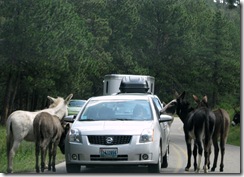 6451 Begging Donkeys on US 16A Peter Norbeck Scenic Byway Iron Mountain Road SD