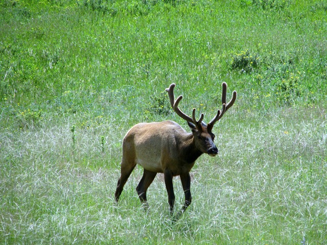 [8604 Elk on Bear Lake Road RMNP[2].jpg]