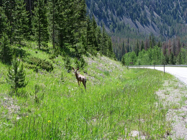 [8674 Mule Deer Snowy Range Scenic Byway WY[2].jpg]
