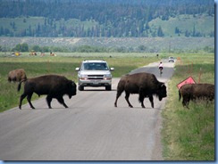 8868 Bison on Antelope Flats Rd. GTNP WY