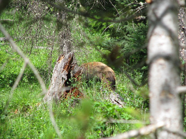 [8936 Grizzly Bear Moose Wilson RD GTNP WY[2].jpg]