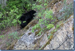 9443 Black Bear Going To The Sun Road GNP MT