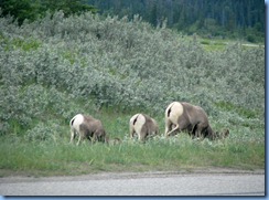 9913 Big Horn Sheep at  Jasper National Park AB