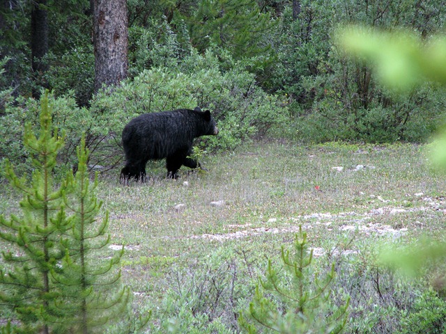 [10200 Black Bear Banff National Park AB[2].jpg]