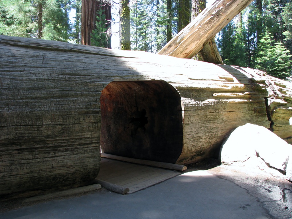 [2507 Sherman Tree Trail Sequoia National Park CA[3].jpg]