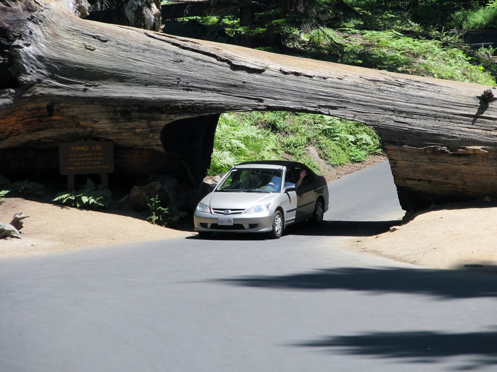 [2594 Tunnel Log Sequoia National Park CA[3].jpg]